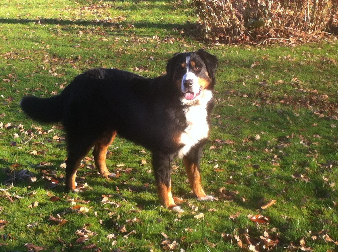 Berner sennenhund Maddie billede 8