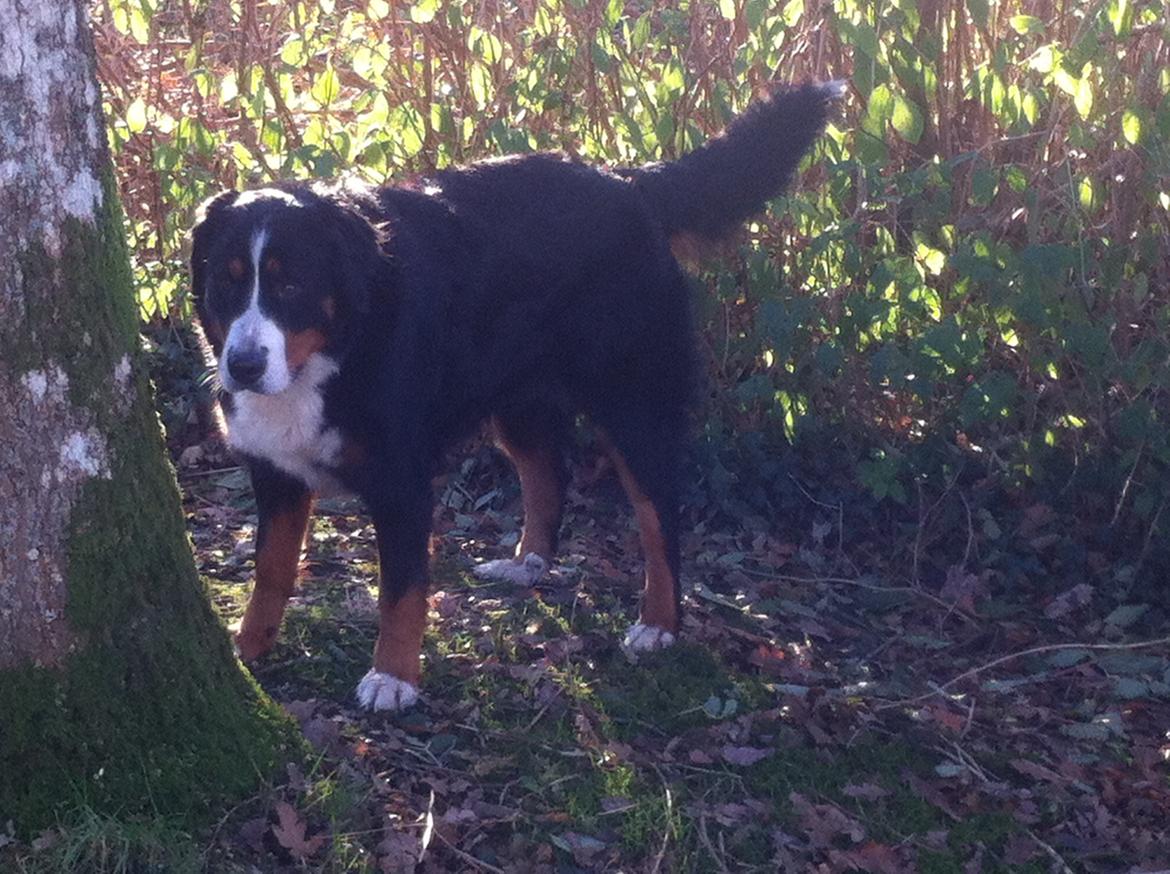 Berner sennenhund Maddie billede 9