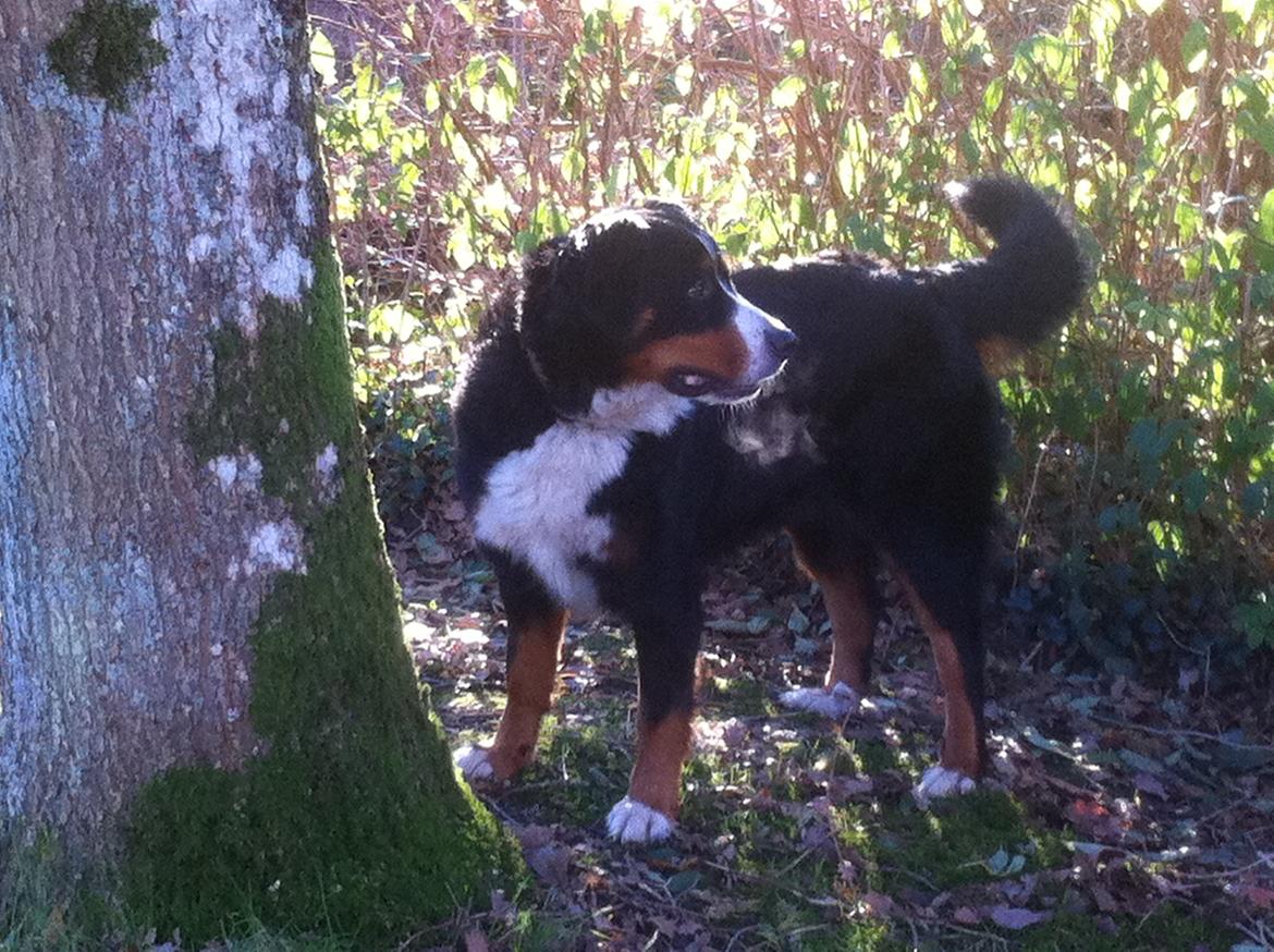Berner sennenhund Maddie billede 10