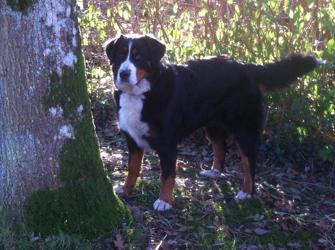 Berner sennenhund Maddie billede 11