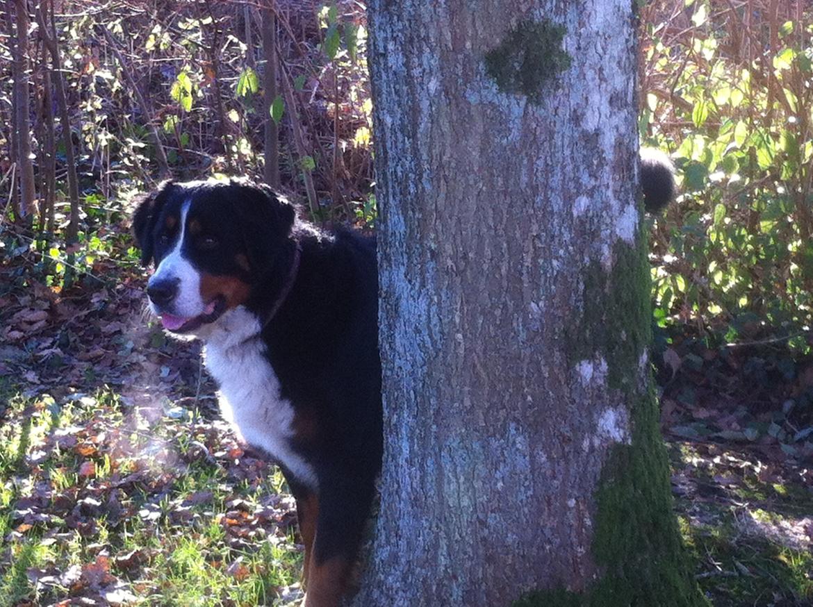 Berner sennenhund Maddie billede 12