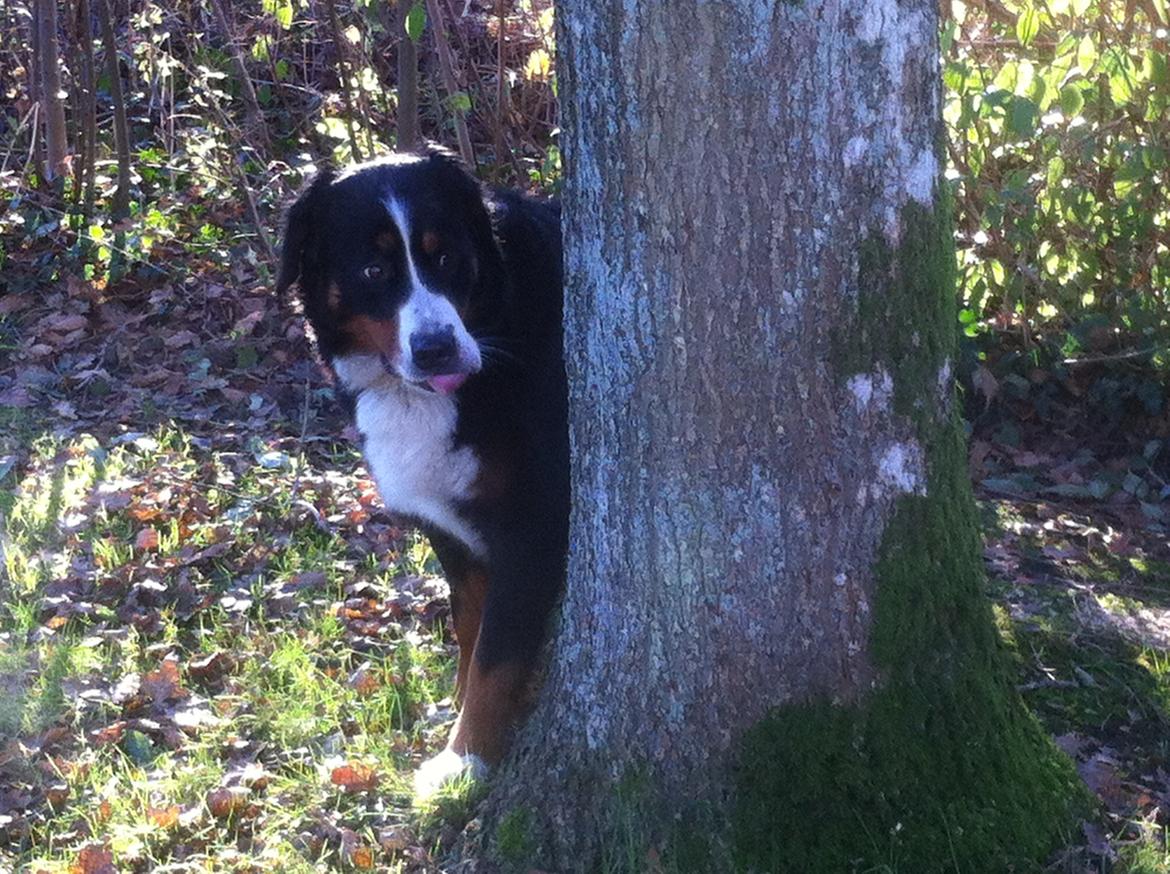 Berner sennenhund Maddie - Jeg gemmer mig lige... billede 13