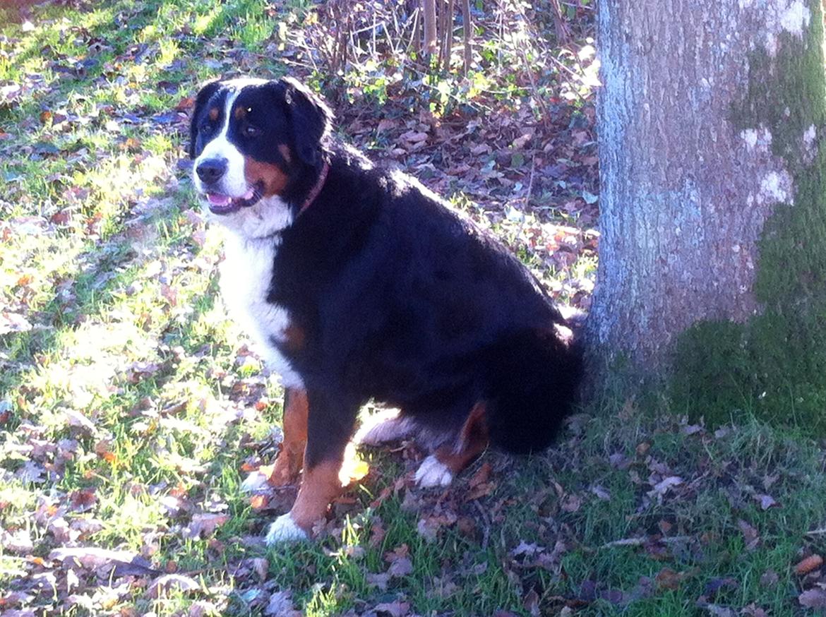 Berner sennenhund Maddie billede 14