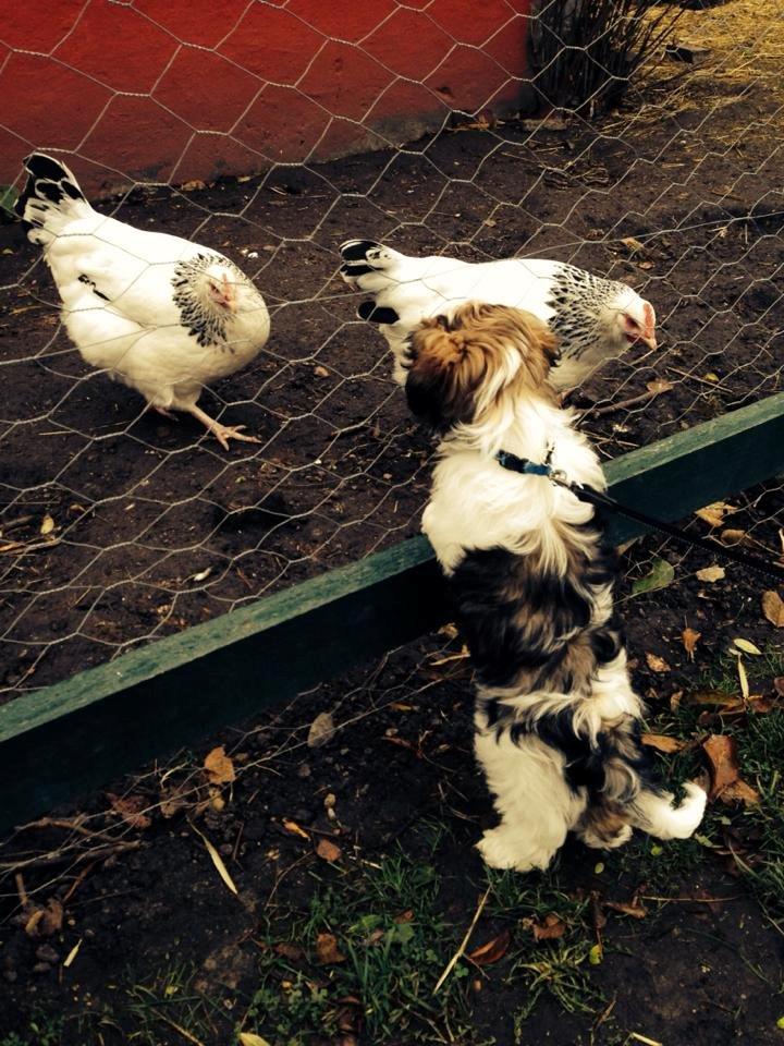 Shih tzu Hugo - 11 uger. første møde med høns på børnenes dyremark :-) billede 9