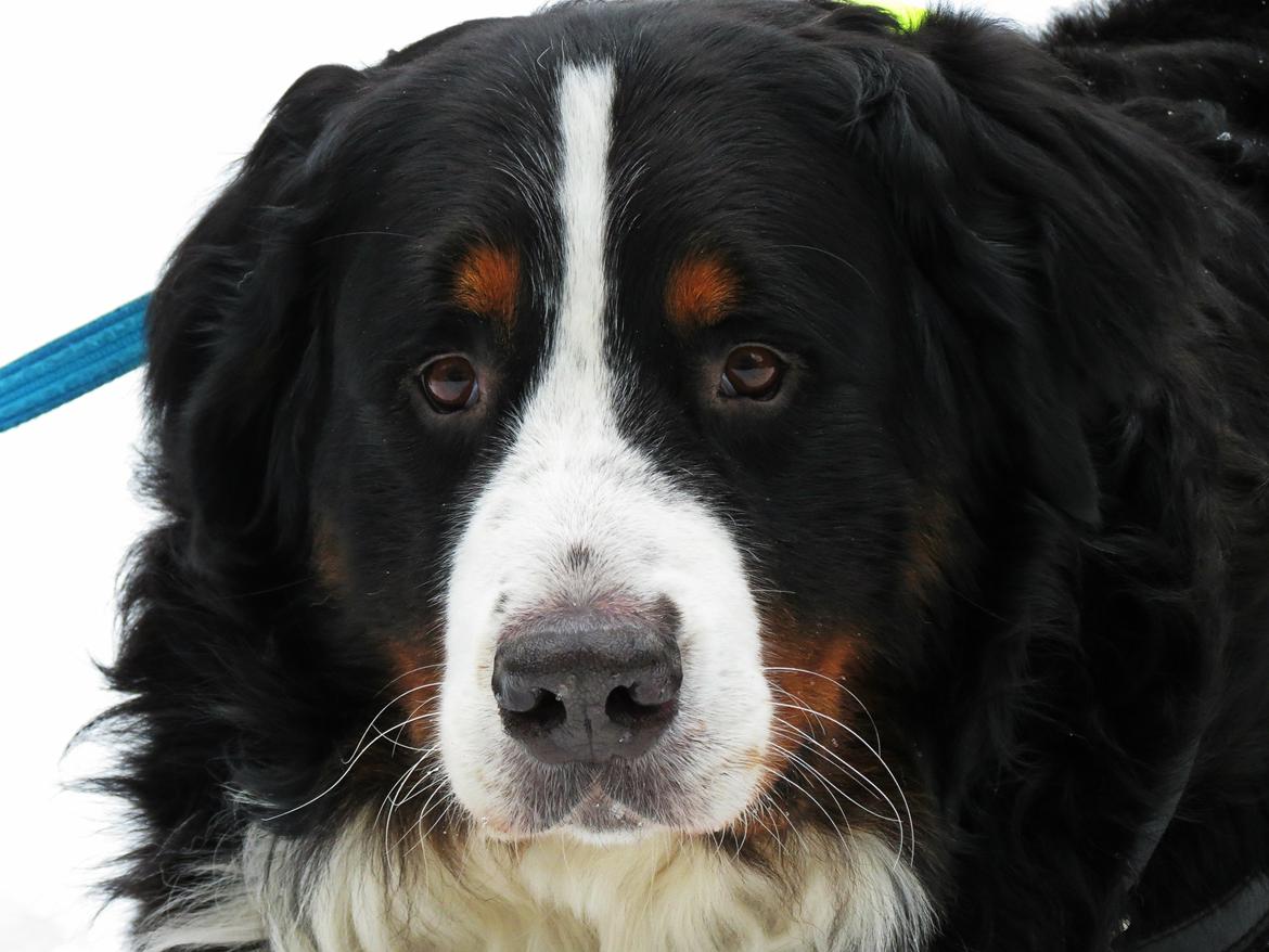 Berner sennenhund Lady Xiera's Voltaire (Bosco) - Look into these eyes, and say no. Yep, is hard right? billede 44