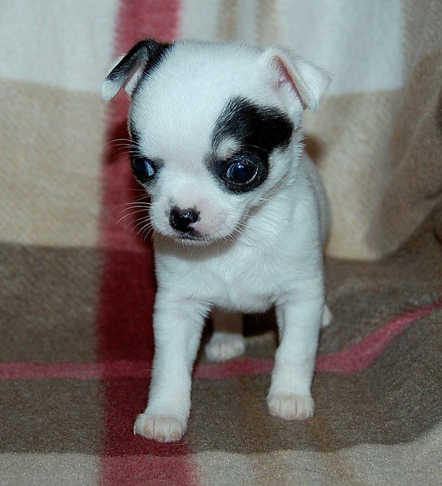 Chihuahua Miszja billede 48