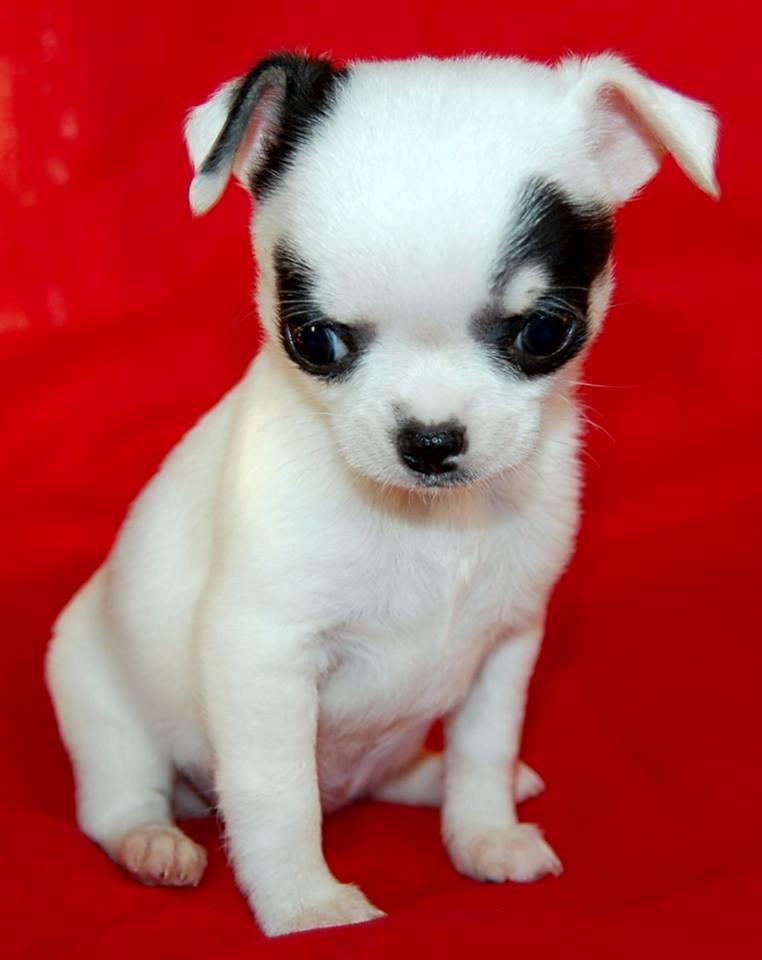Chihuahua Miszja - 6 uger <3 billede 47