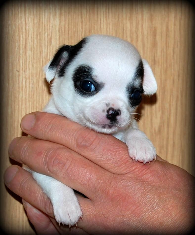 Chihuahua Miszja billede 49