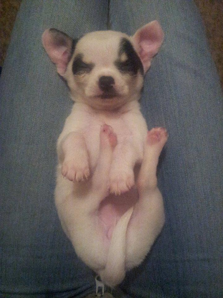 Chihuahua Miszja - 31 Oktober, frække lille mus, første møde.. billede 45