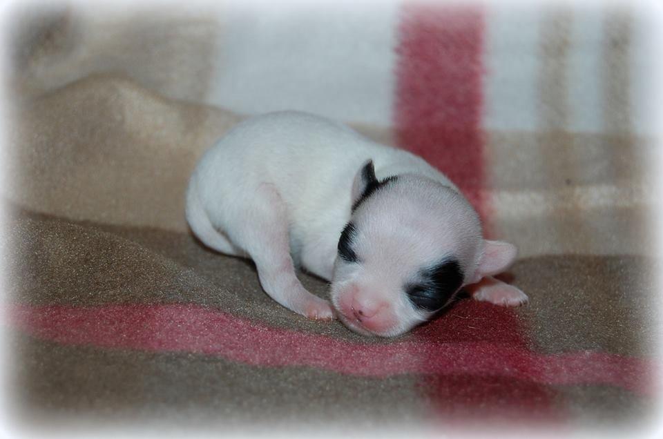 Chihuahua Miszja - Lille bitte Miszja baby <3 billede 50