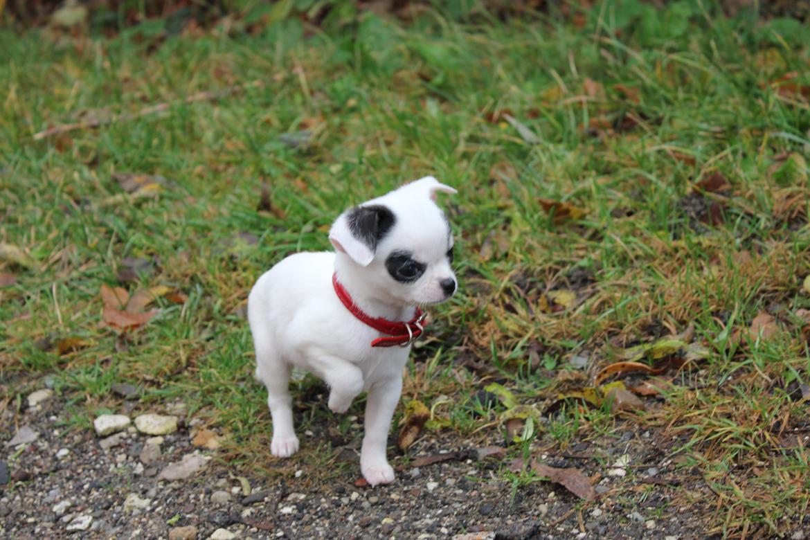 Chihuahua Miszja billede 43