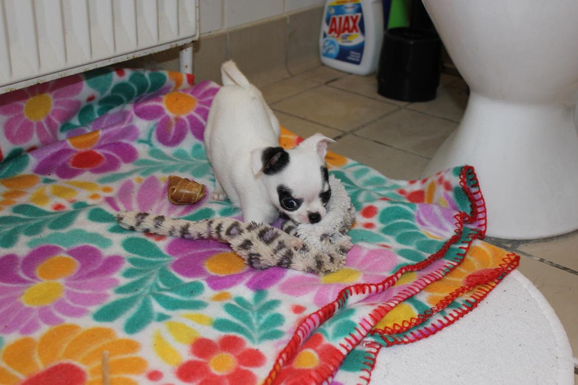 Chihuahua Miszja - 8 uger <3 billede 41