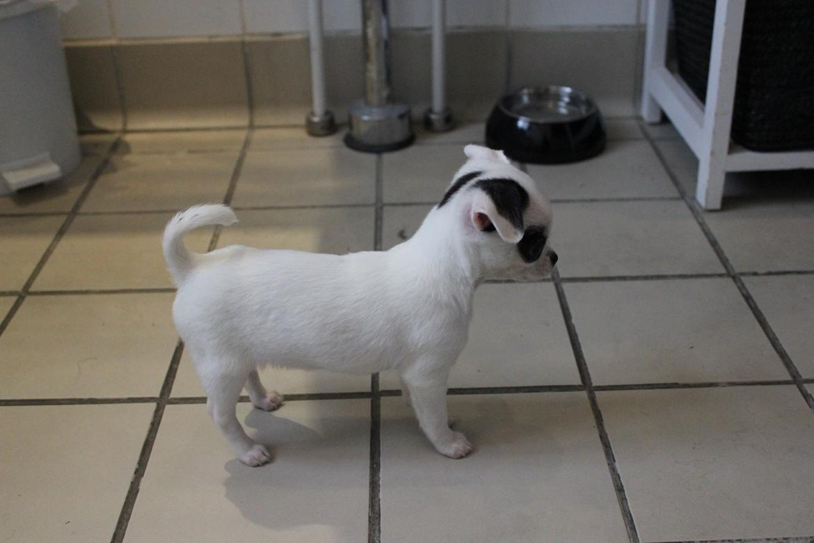 Chihuahua Miszja - 8 uger <3 billede 39