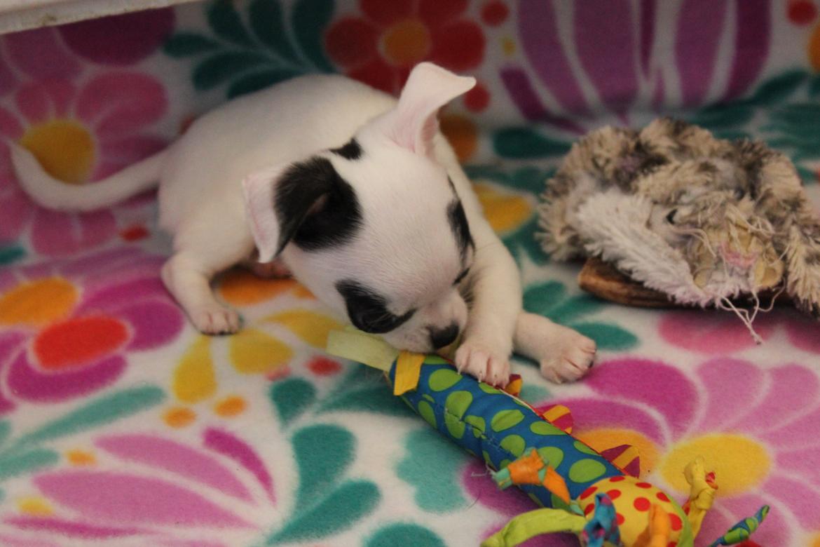 Chihuahua Miszja - 8 uger <3 billede 40