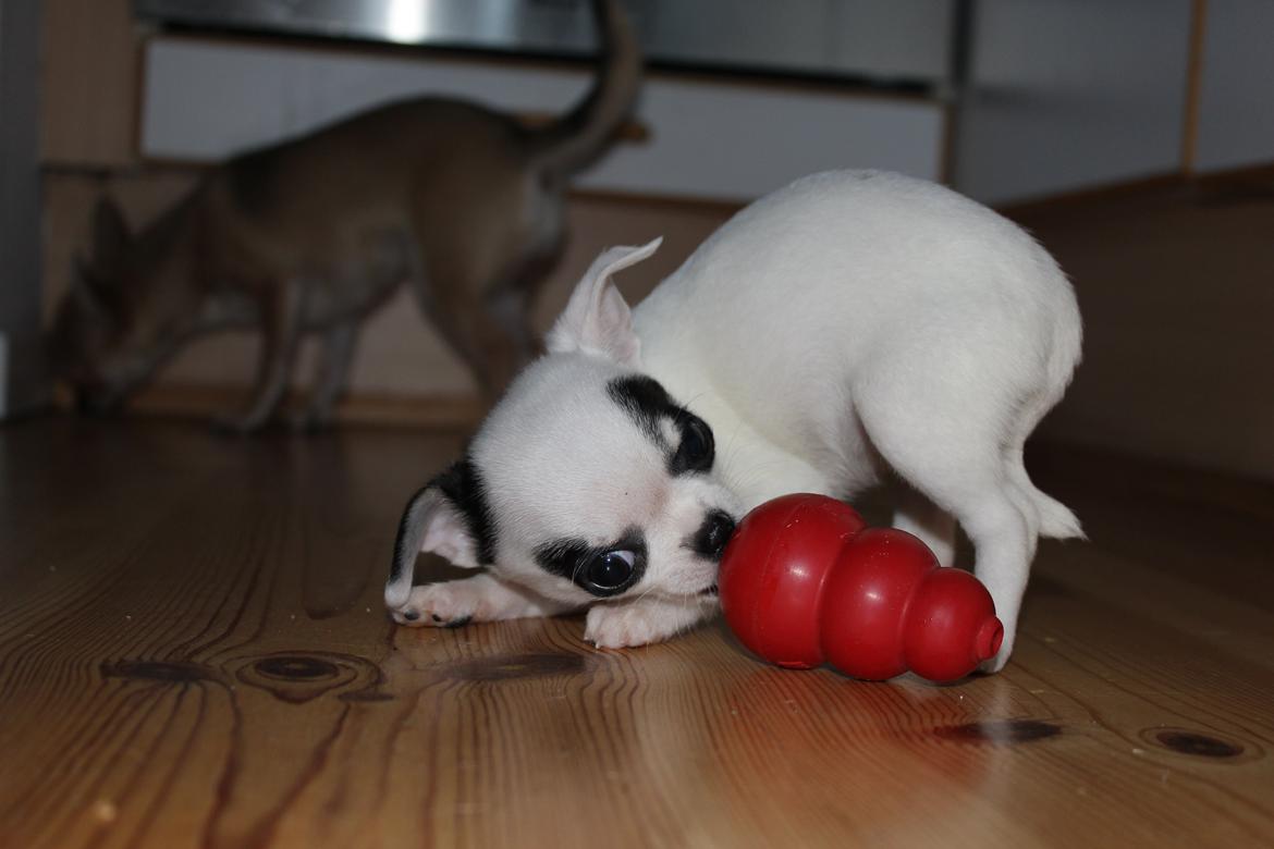 Chihuahua Miszja - 9 uger <3 billede 38