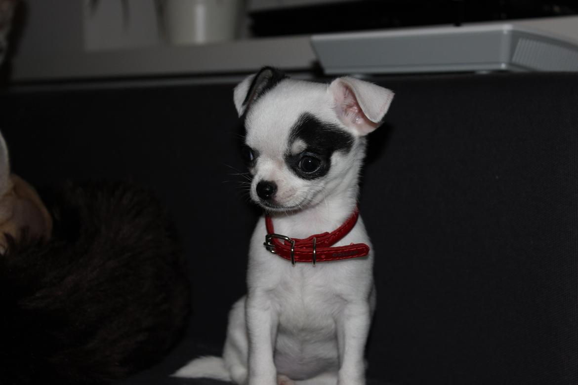 Chihuahua Miszja - 9 uger <3 billede 37