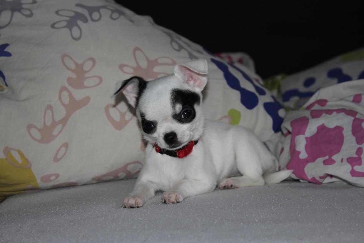 Chihuahua Miszja - 9 uger <3 billede 36