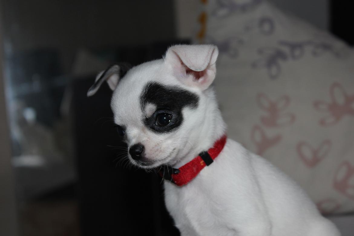 Chihuahua Miszja - 9 uger <3 billede 35