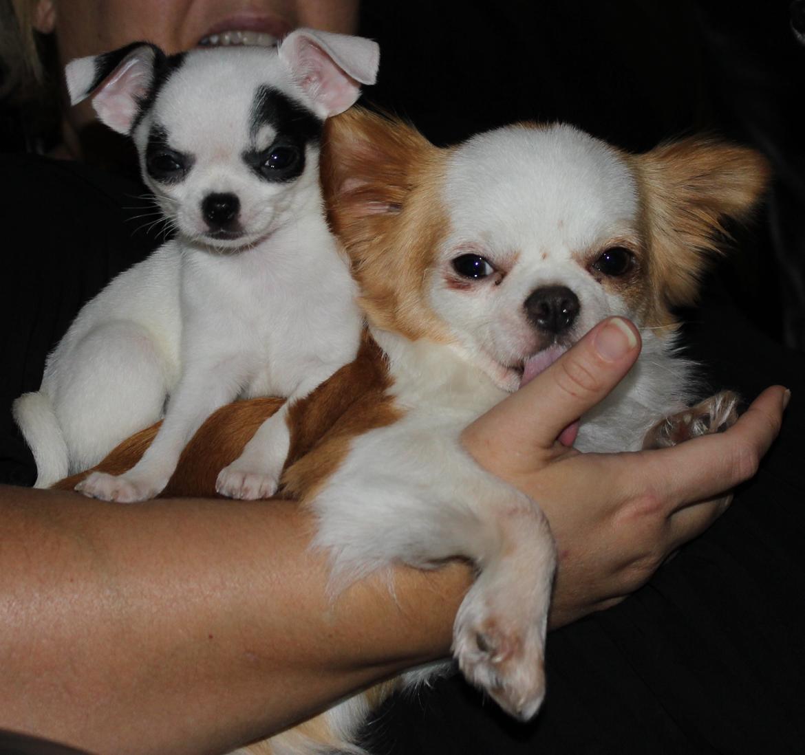 Chihuahua Miszja - 9 uger <3
- Med halvsøster Koko! billede 32