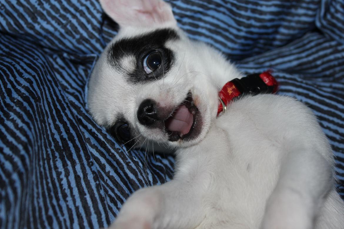 Chihuahua Miszja - 9 uger <3 billede 34