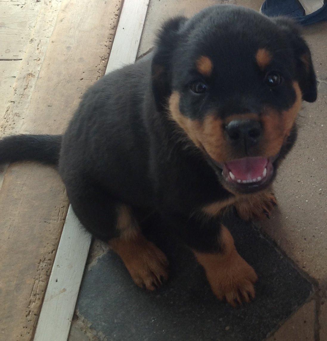 Rottweiler Yatzy billede 1