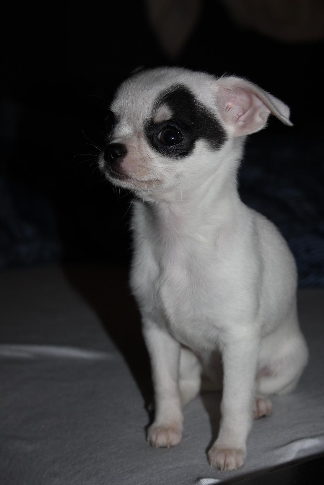 Chihuahua Miszja - 10 uger <3 billede 30