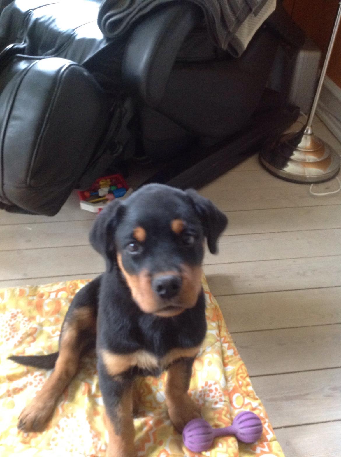 Rottweiler Yatzy billede 2