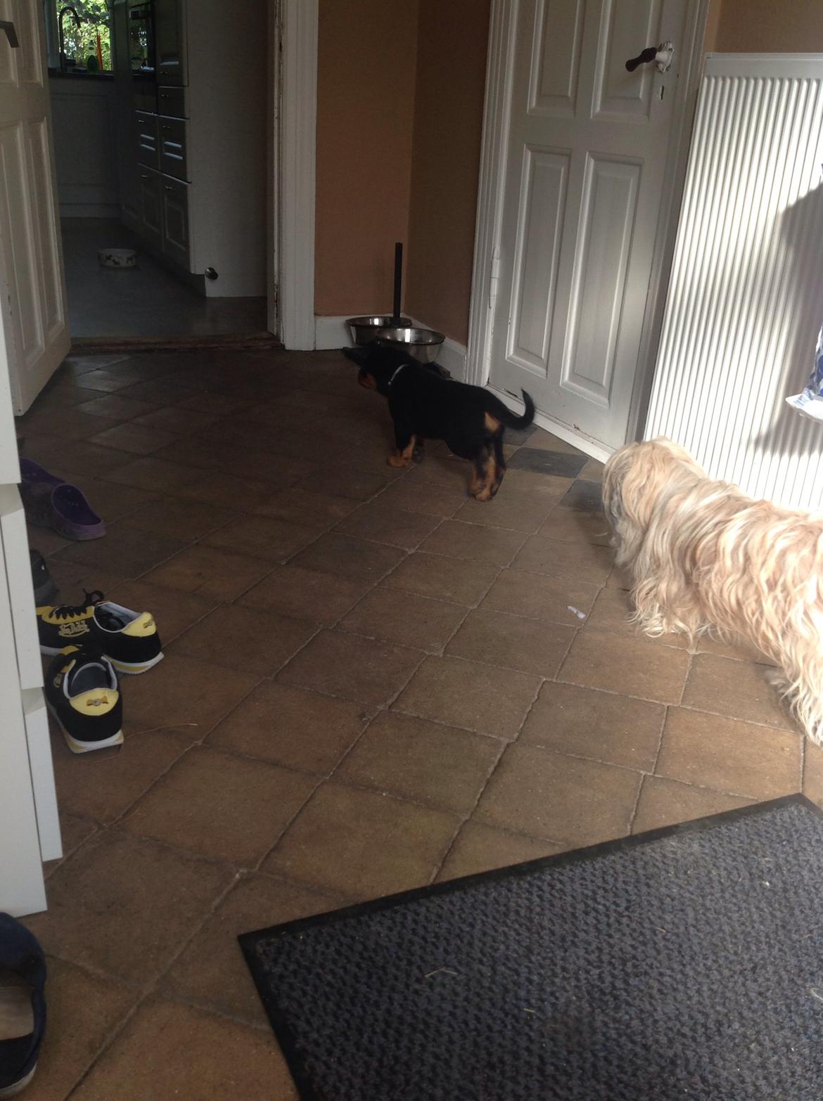 Rottweiler Yatzy billede 3