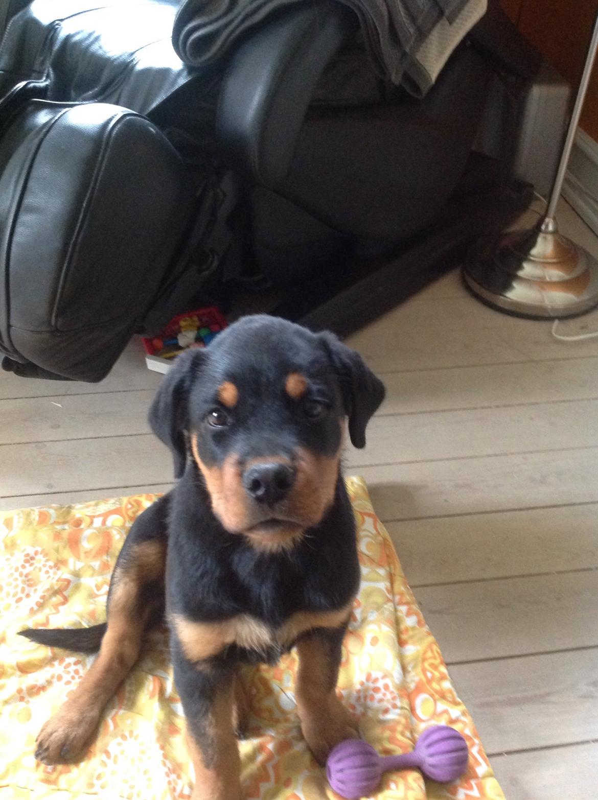 Rottweiler Yatzy billede 4