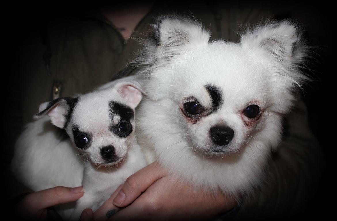 Chihuahua Miszja - Miszja med hende smukke far <3
10 uger <3 billede 31