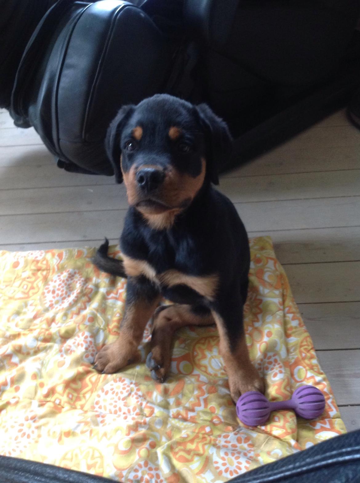 Rottweiler Yatzy billede 5