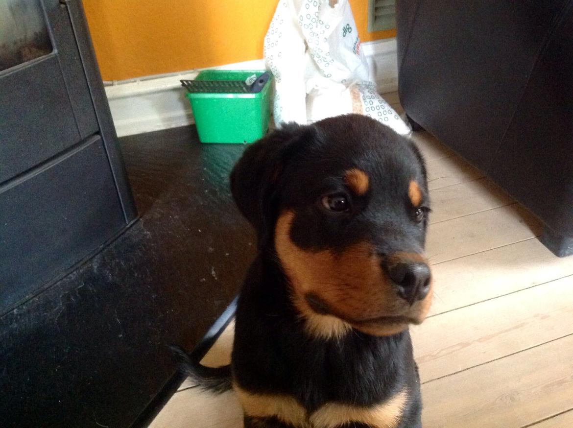 Rottweiler Yatzy billede 6