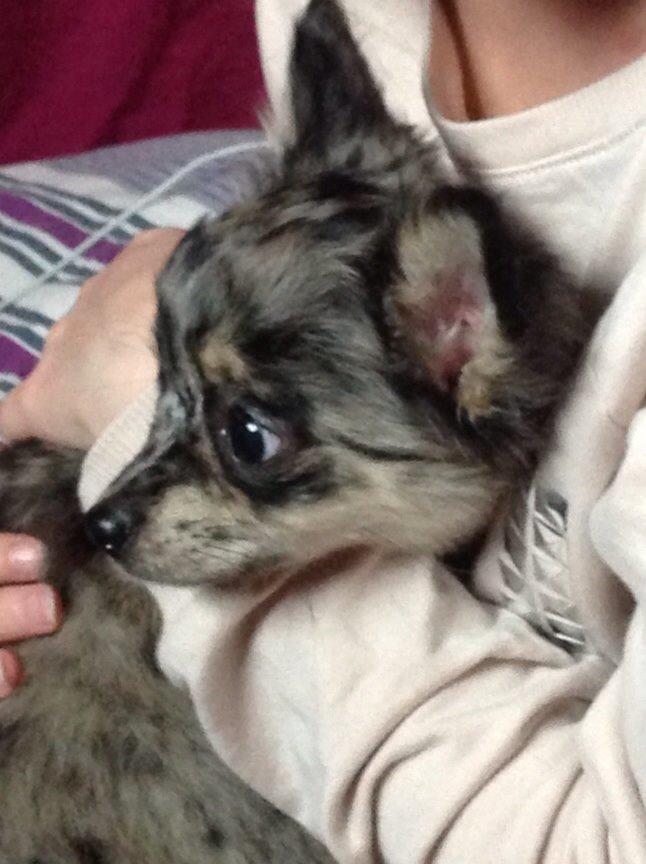 Chihuahua Bella billede 1