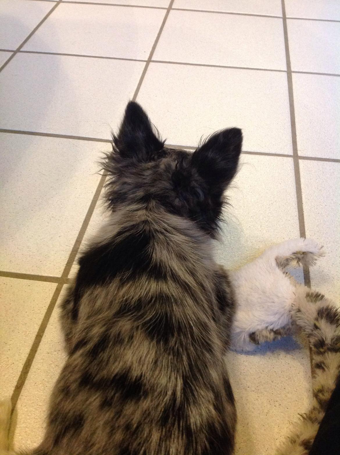 Chihuahua Bella billede 2