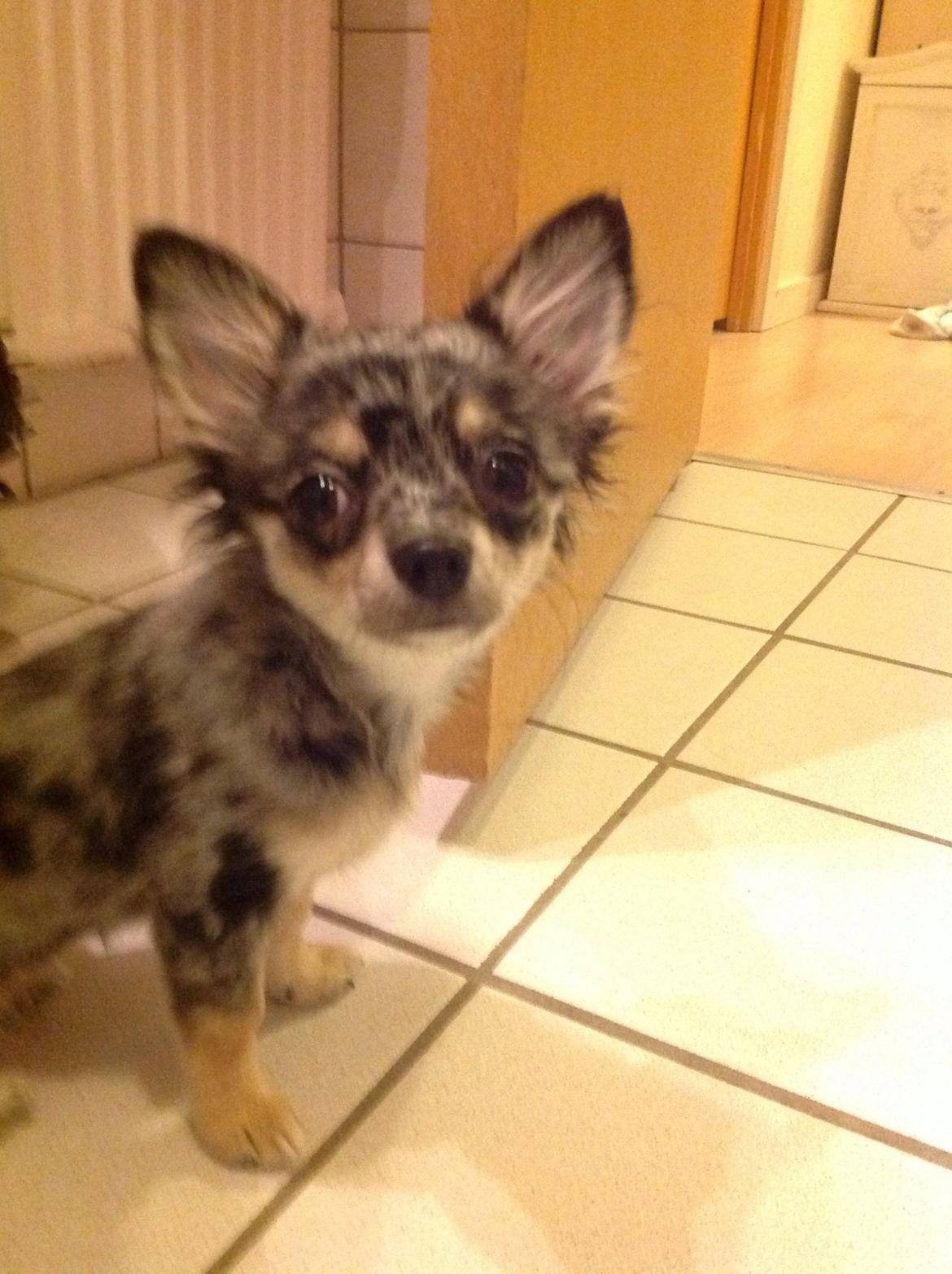 Chihuahua Bella billede 4