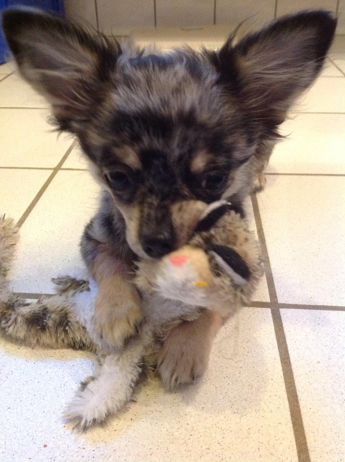 Chihuahua Bella billede 5