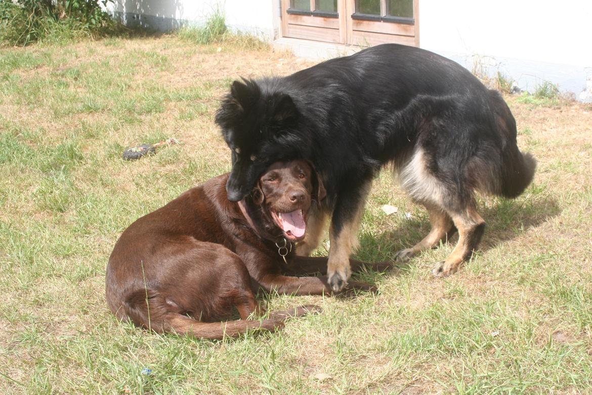 Schæferhund Liva billede 21