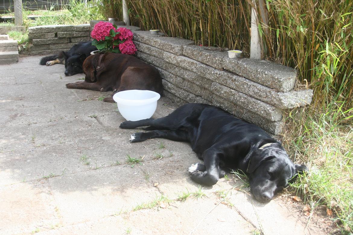 Schæferhund Liva billede 22