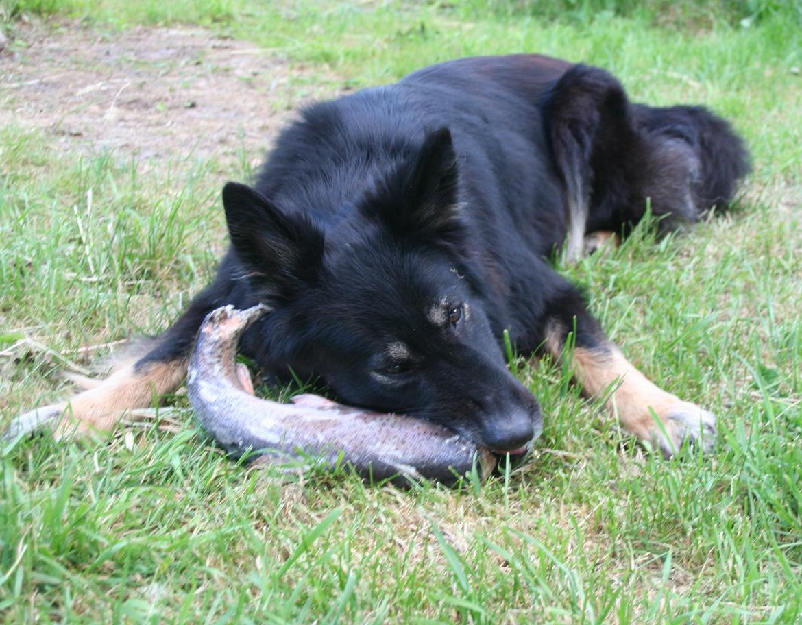 Schæferhund Liva billede 23
