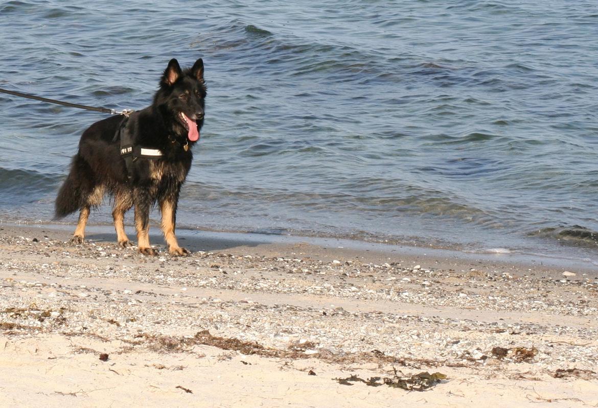 Schæferhund Liva billede 24