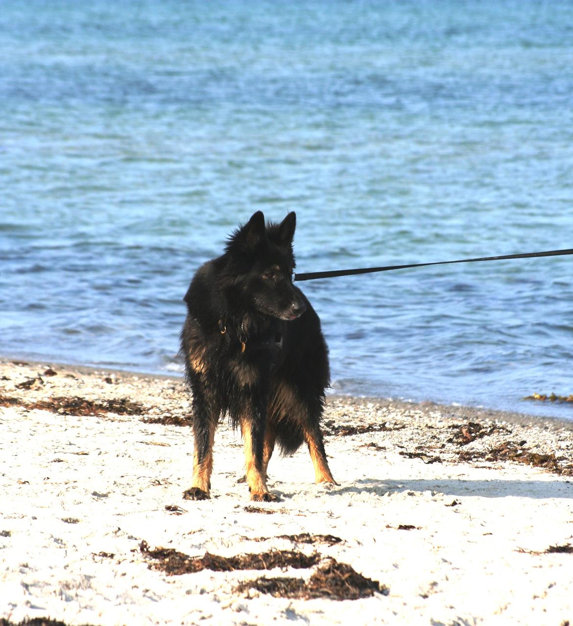 Schæferhund Liva billede 25