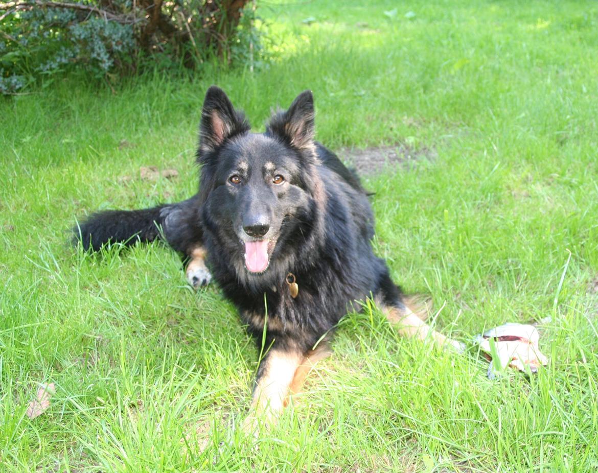 Schæferhund Liva billede 26