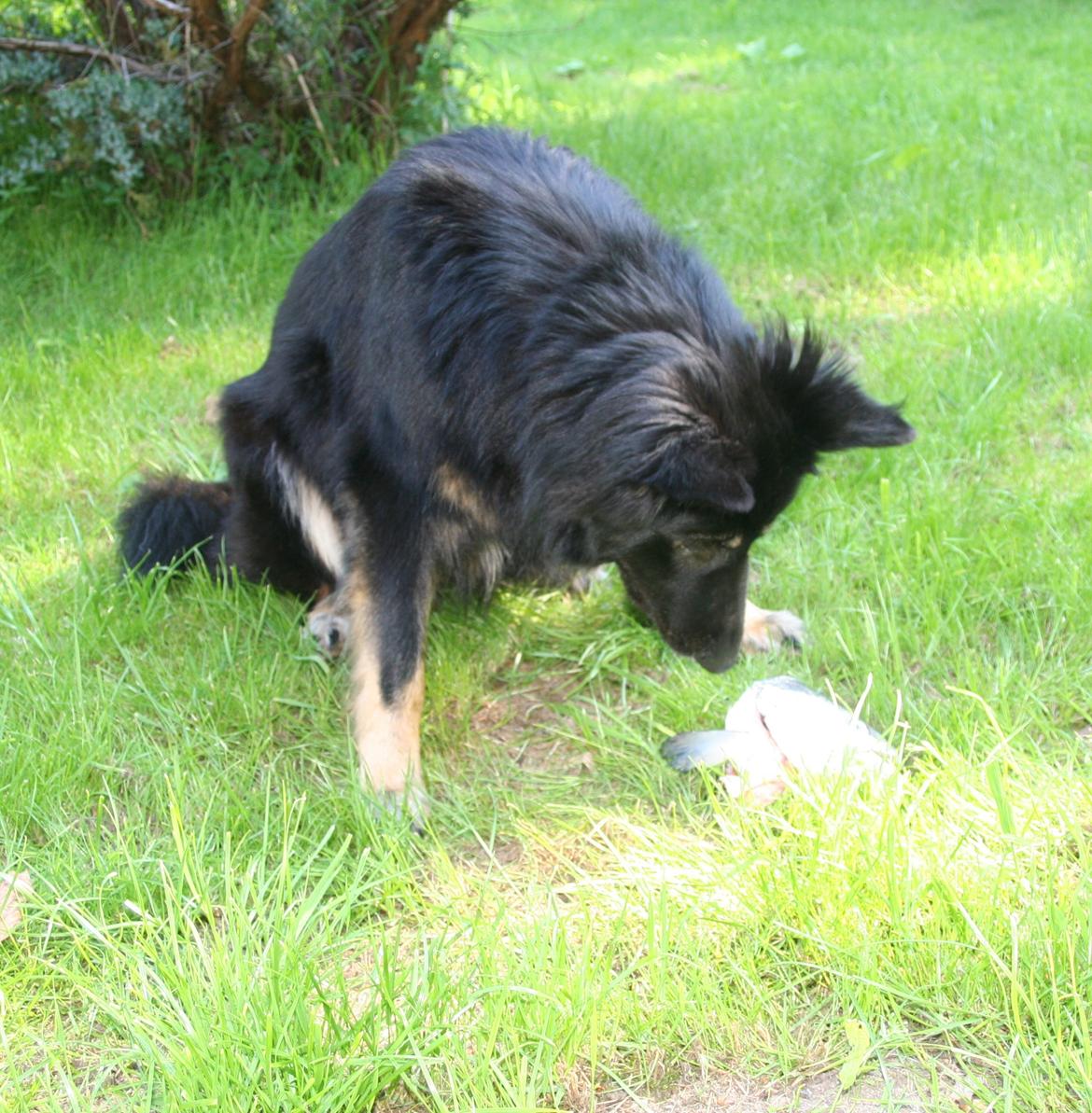 Schæferhund Liva billede 27