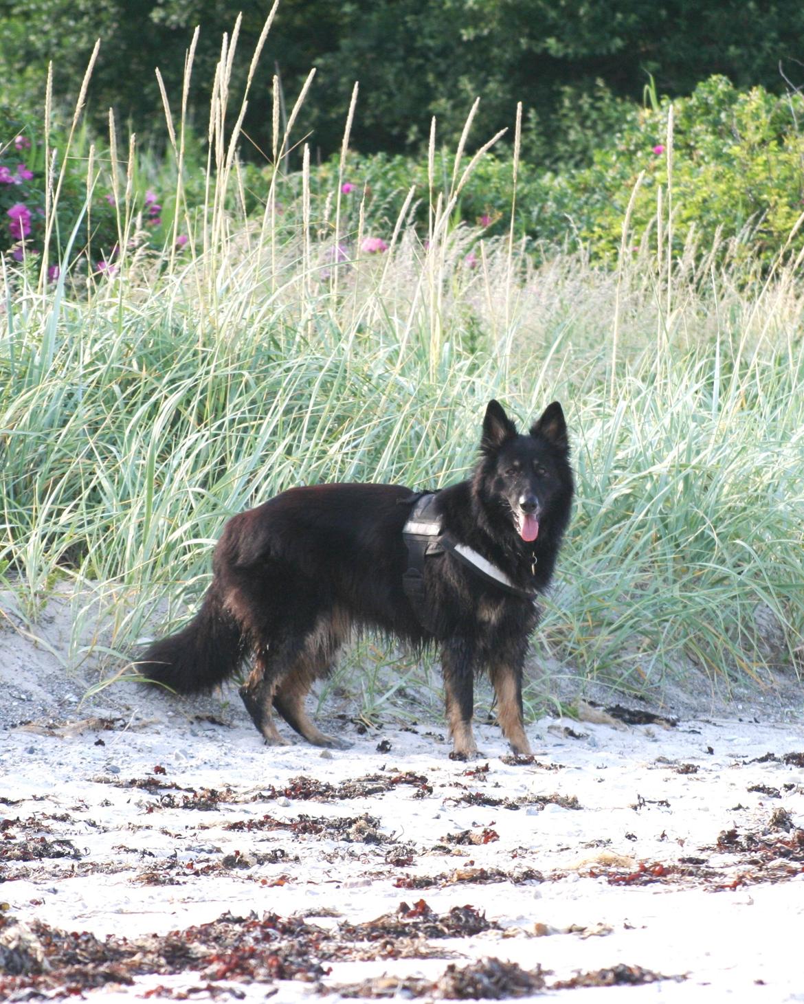 Schæferhund Liva billede 28
