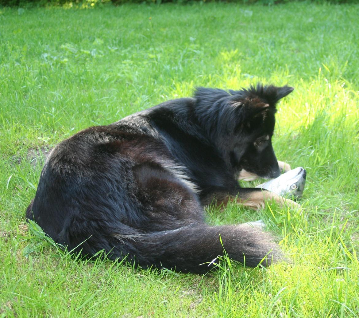 Schæferhund Liva billede 29