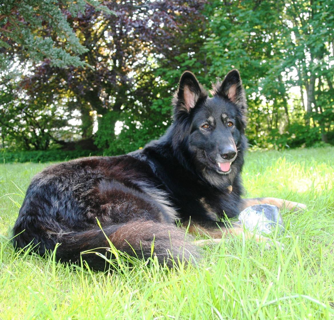 Schæferhund Liva billede 30