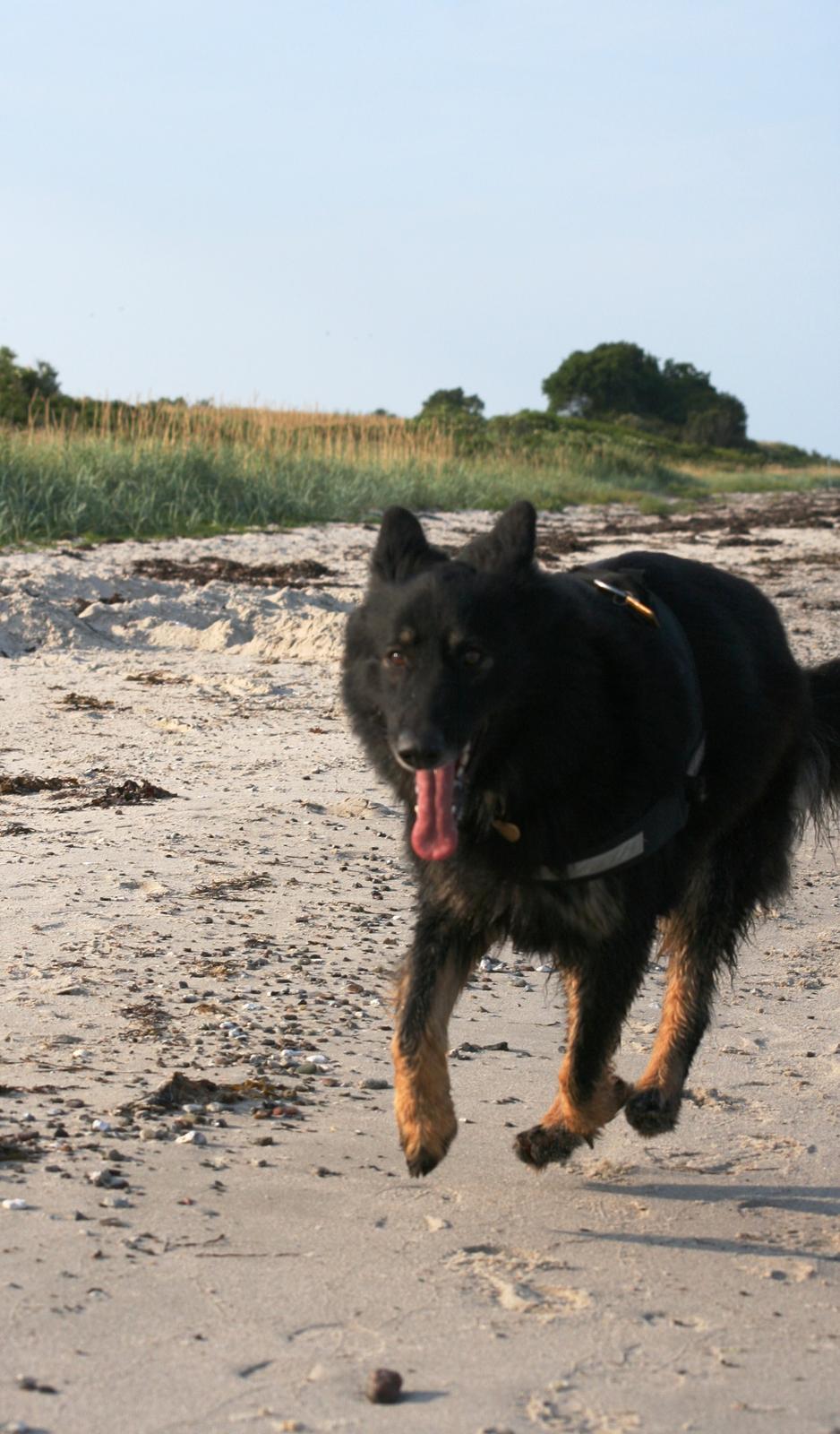 Schæferhund Liva billede 31