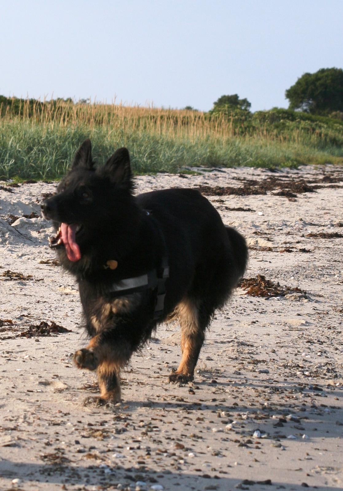 Schæferhund Liva billede 32