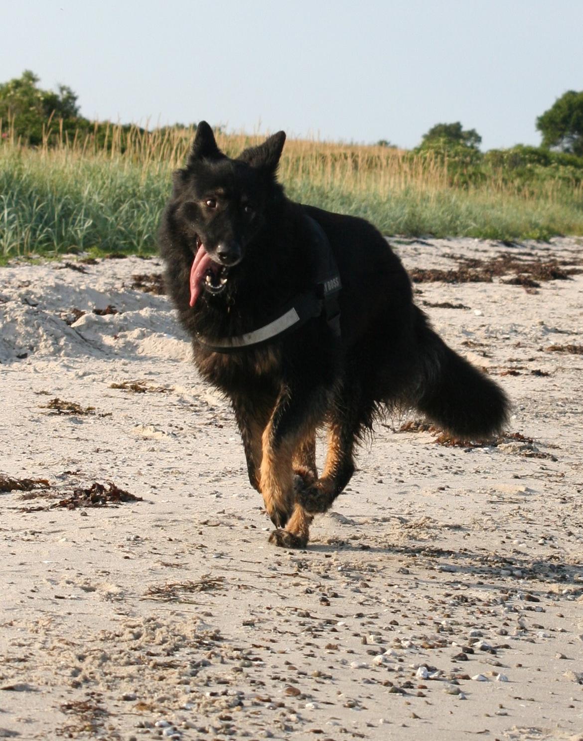 Schæferhund Liva billede 33