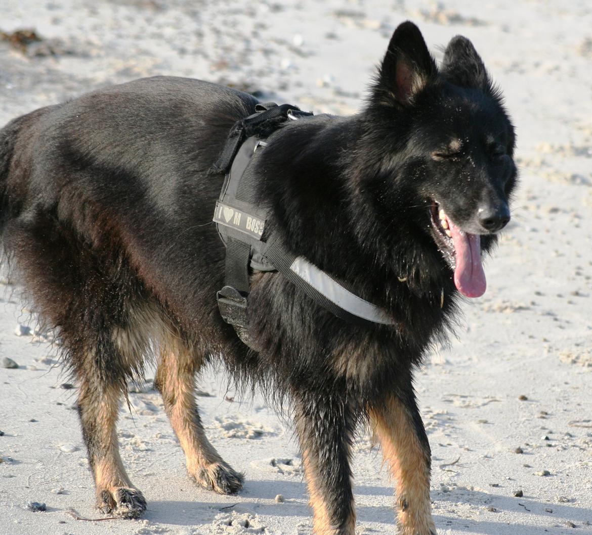 Schæferhund Liva billede 34